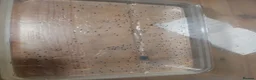 Axolotl reptiles for sale: Axolotl eggs available ~ x300 - Advert 1