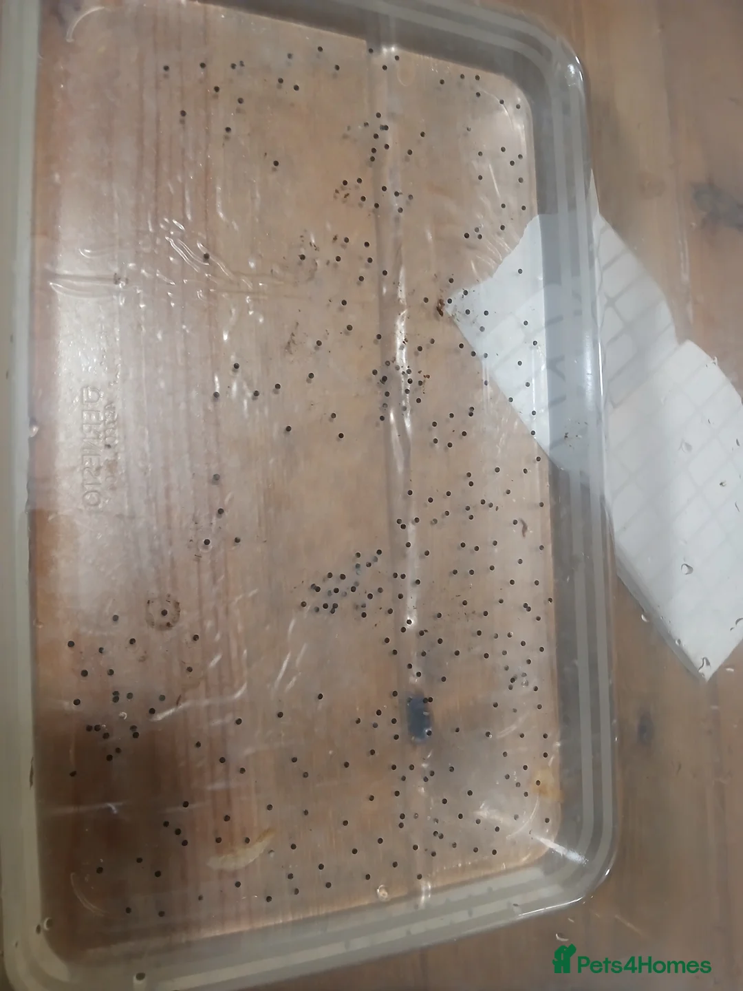 Axolotl reptiles for sale: Axolotl eggs available ~ x300 - Advert 1