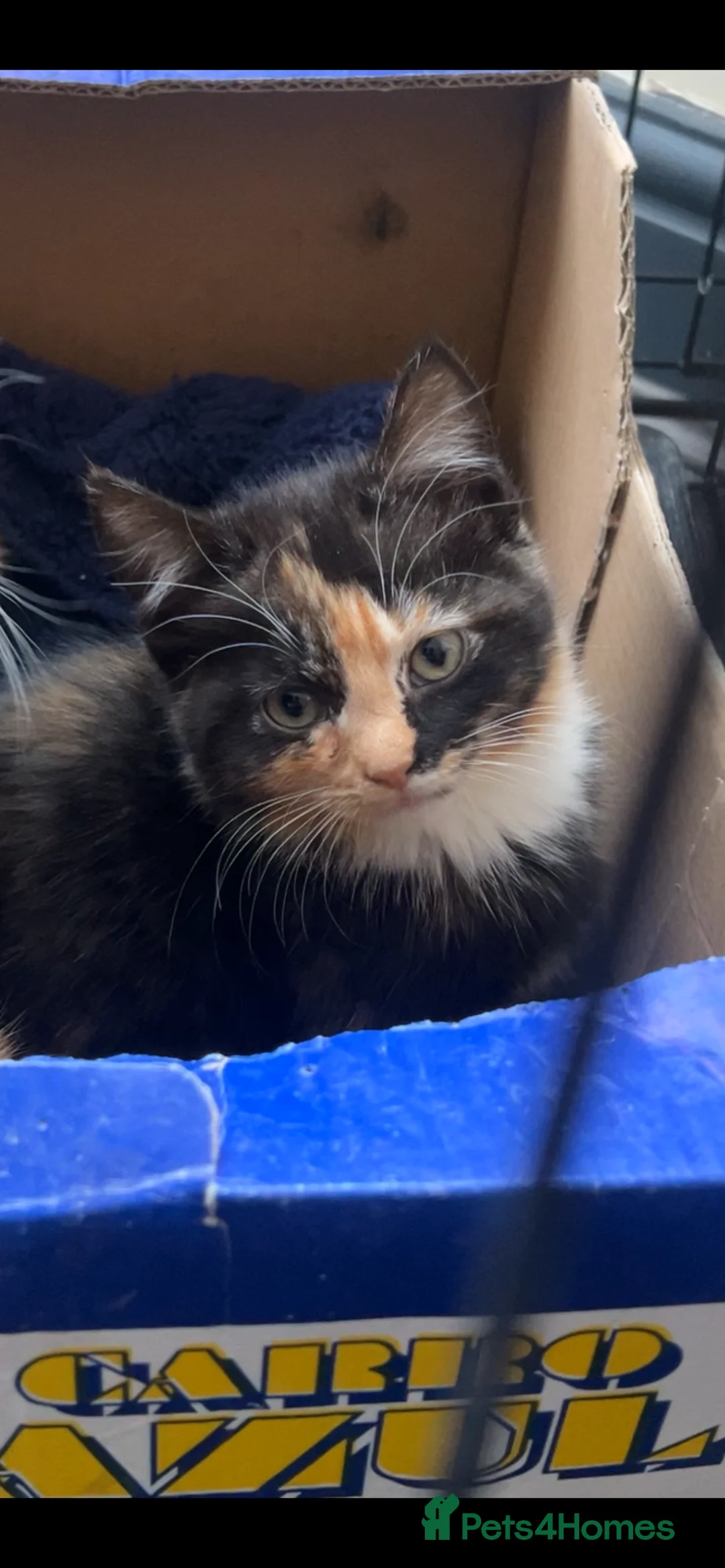 Mixed Breed cats for sale: ginger and black kitten  - Advert 1