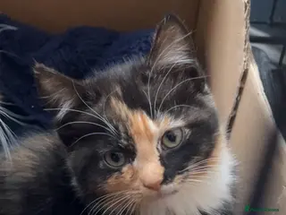 Mixed Breed cats ginger and black kitten - Advert 1