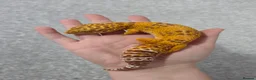 Leopard Gecko reptiles for sale: Adult Female Leopard Gecko with 2ft Setup - Advert 5