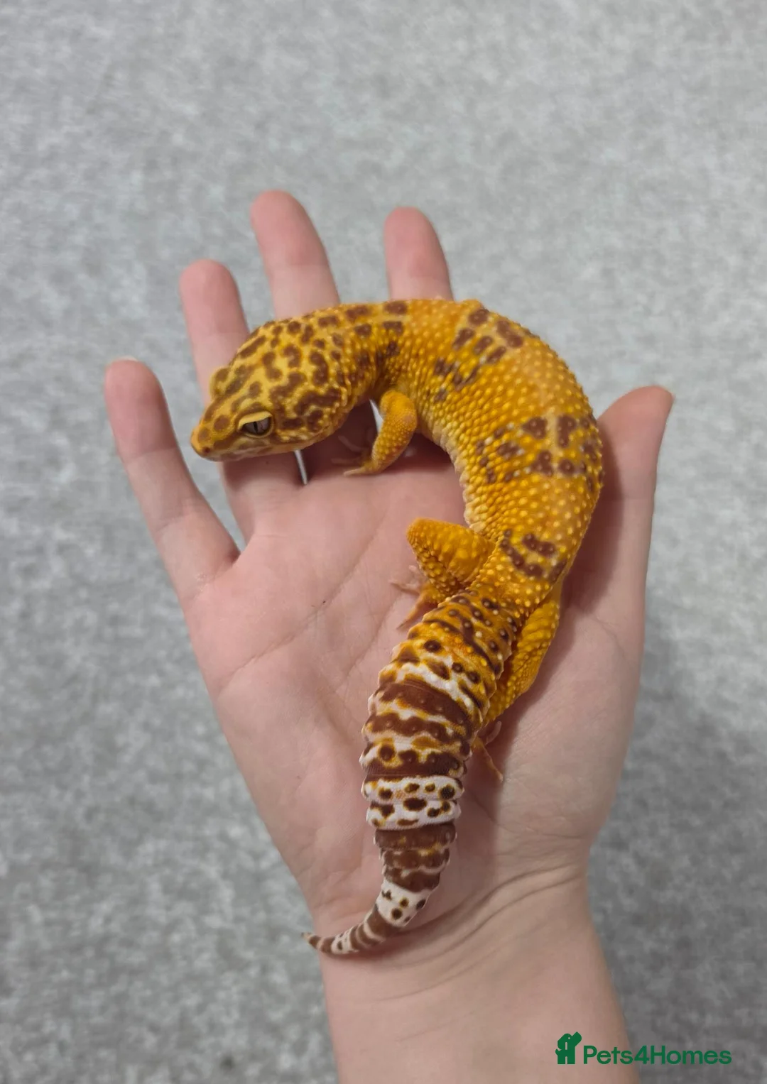 Leopard Gecko reptiles for sale: Adult Female Leopard Gecko with 2ft Setup - Advert 5