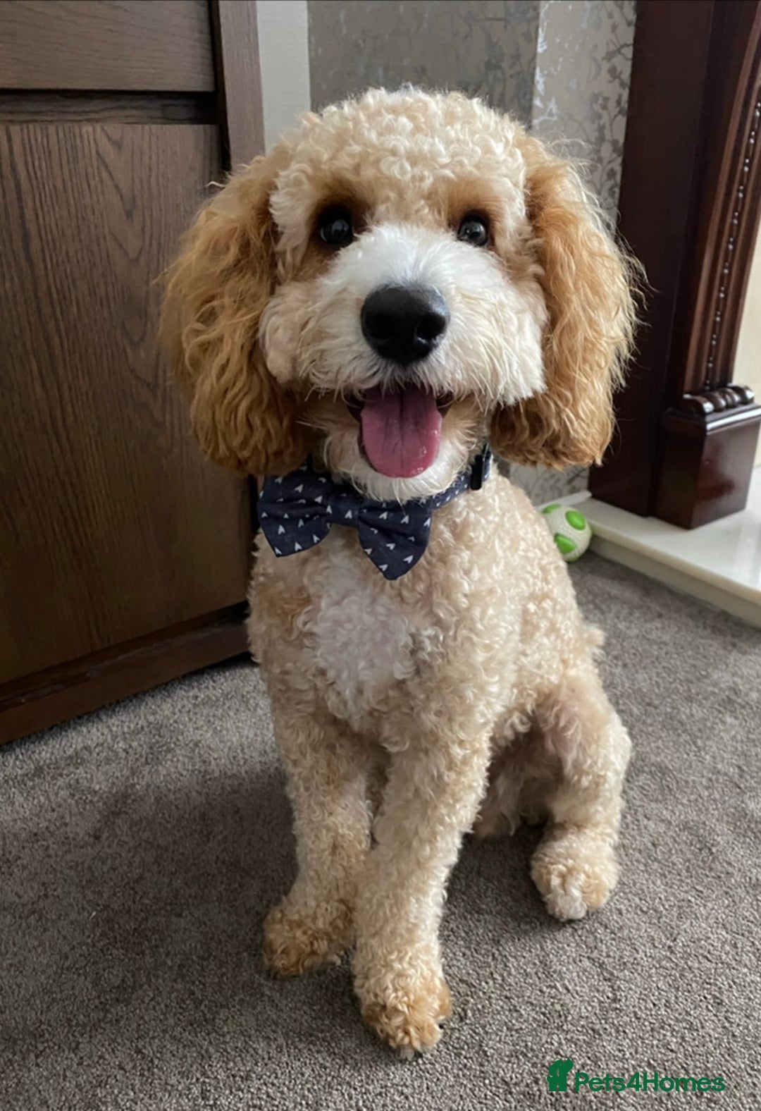 Cockapoo dogs for sale: Cockapoo puppies for sale- extensive DNA tested - Image 6