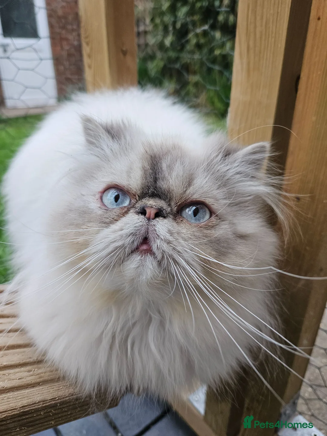 Persian cats for sale: Stunning Active Lilac Point Persian Boy  - Advert 2