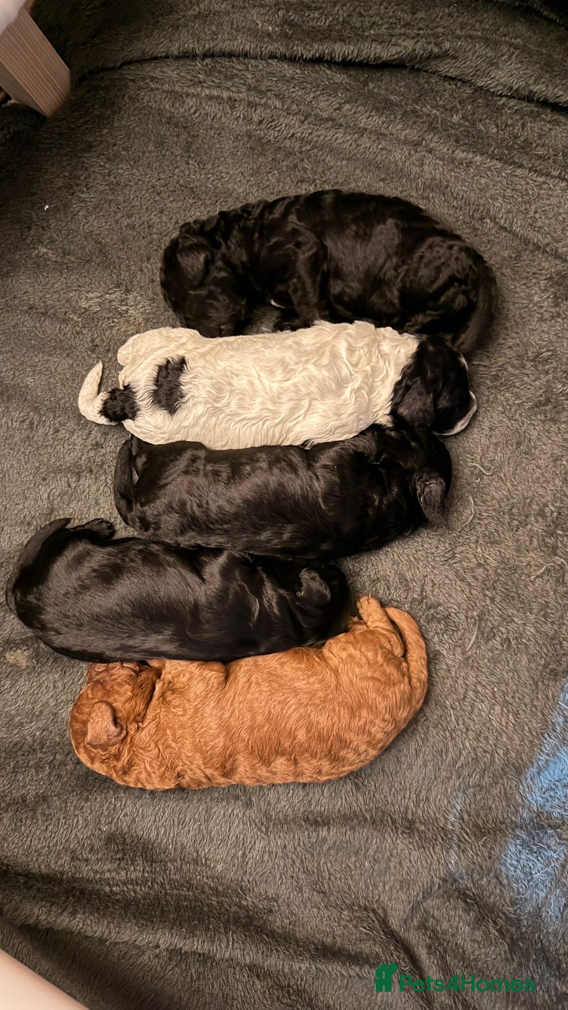 Cockapoo dogs 🐾 Cockapoo Puppies 🐾  - Advert 1