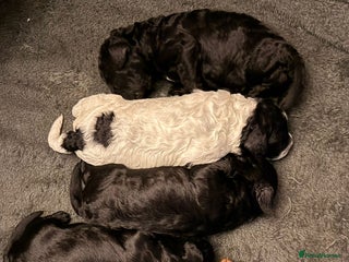 Cockapoo dogs 🐾 Cockapoo Puppies 🐾 - Advert 1