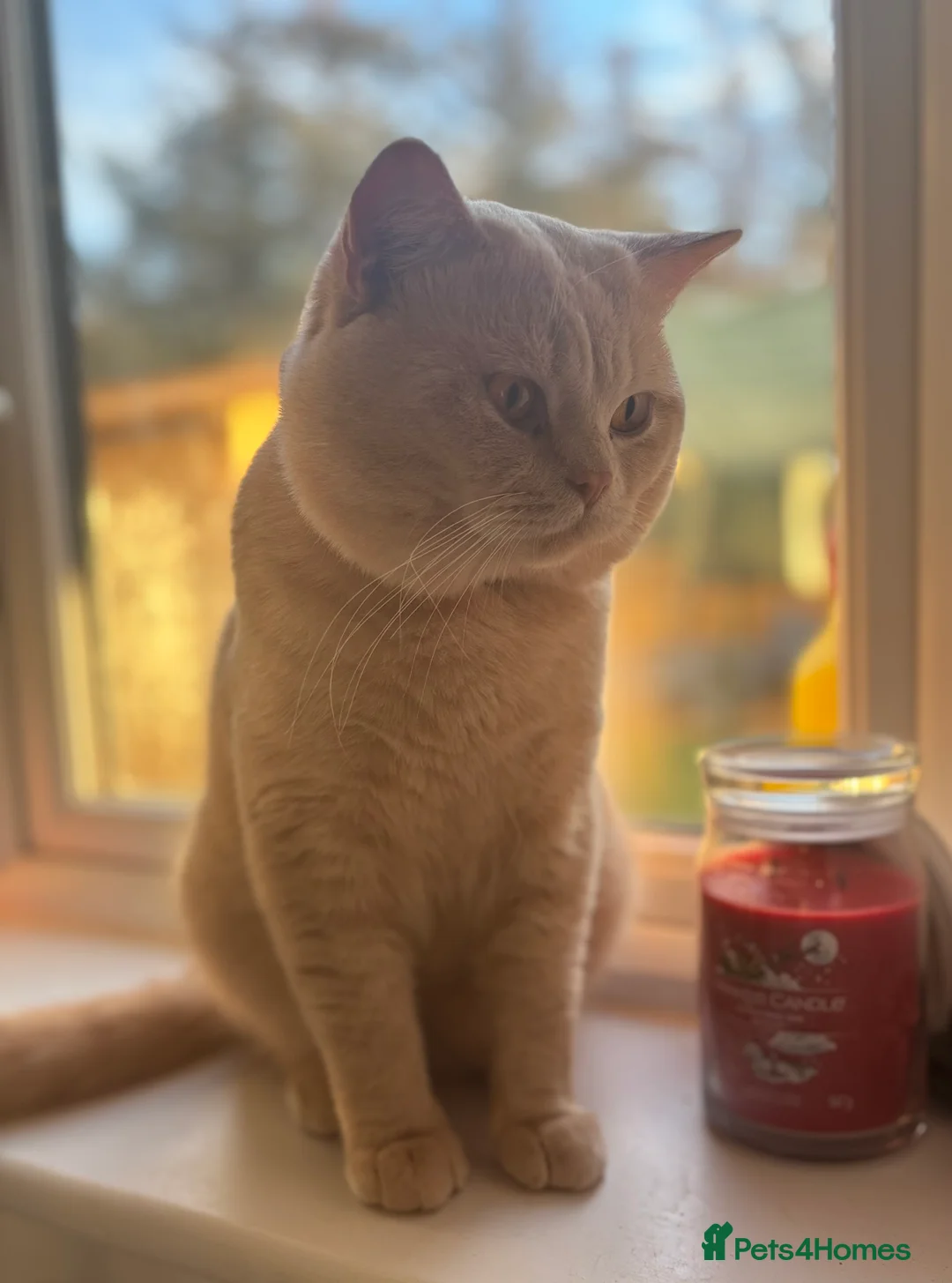 British Shorthair cats for stud: Active GCCF Championship status BSH STUD, Blood B! - Advert 7