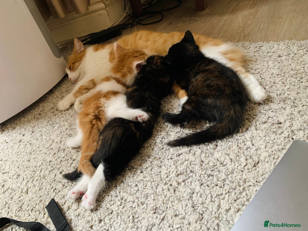 Mixed Breed cats for sale: Two girls and a boy Kuril bobtail mix - Image 30