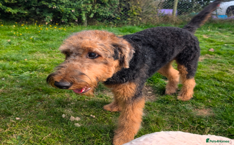 Airedale Terrier dogs - Advert 1