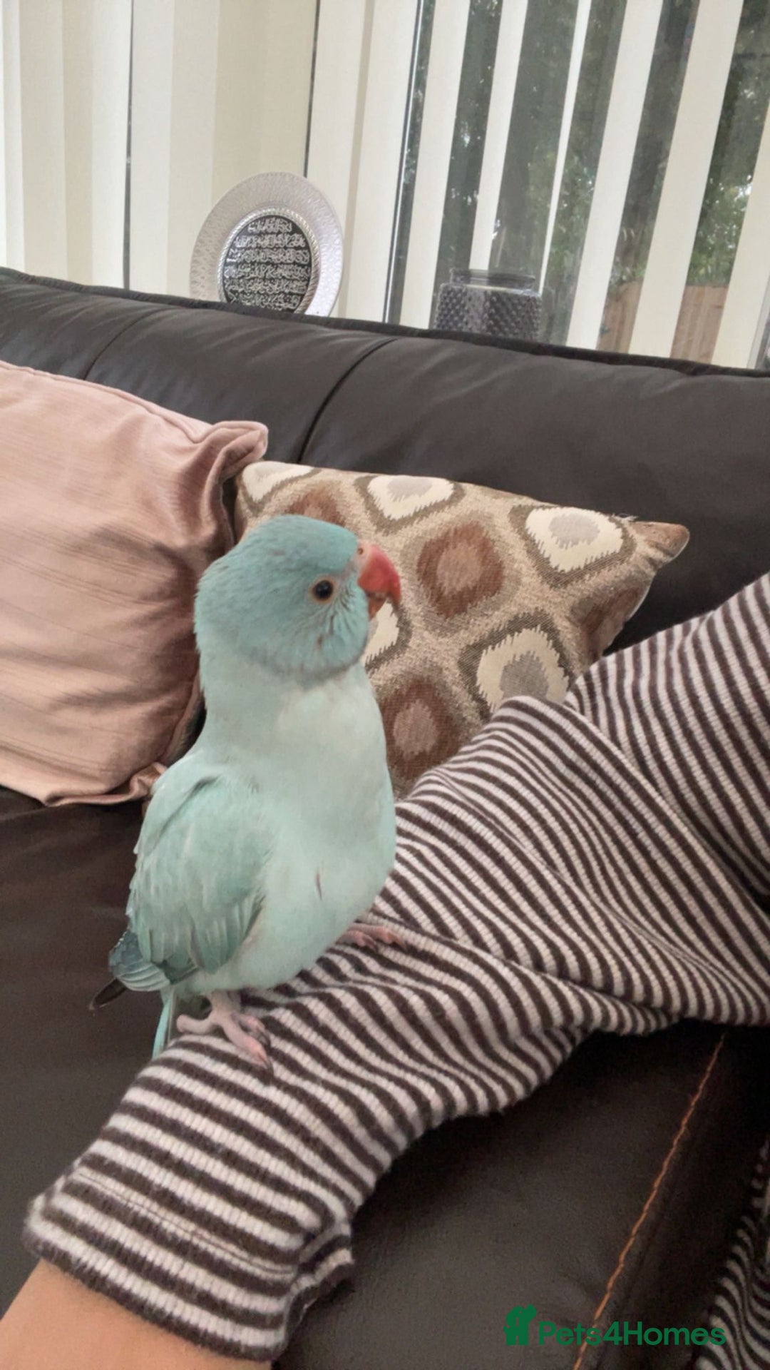 Ringnecks birds for sale: Beautiful fluffy blue Indian ring neck 5month old - Advert 4