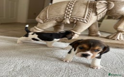 Beagle dogs for sale: Davicard/duffosee beagles - Image 19