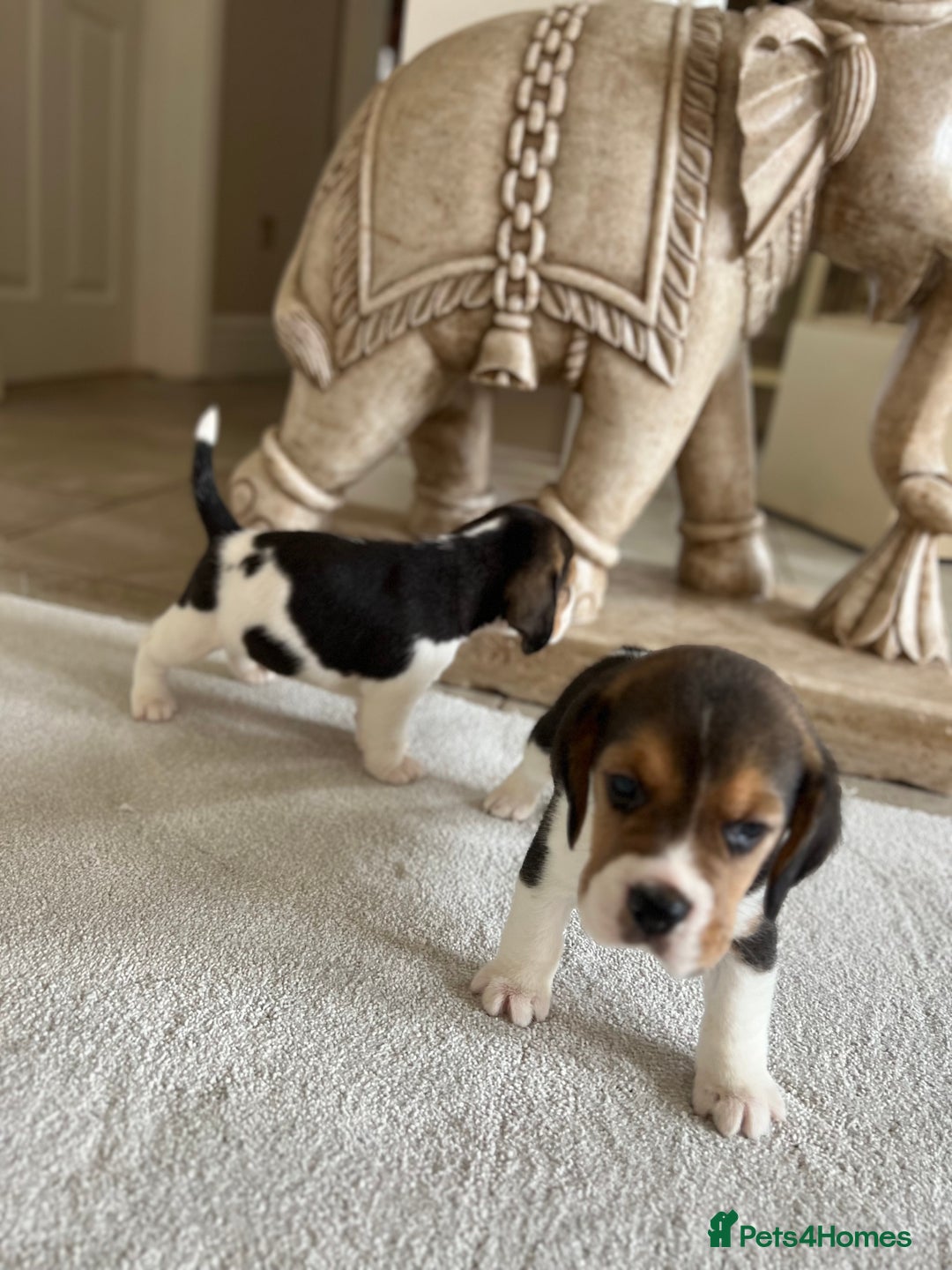 Beagle dogs for sale: Davicard/duffosee beagles - Image 19