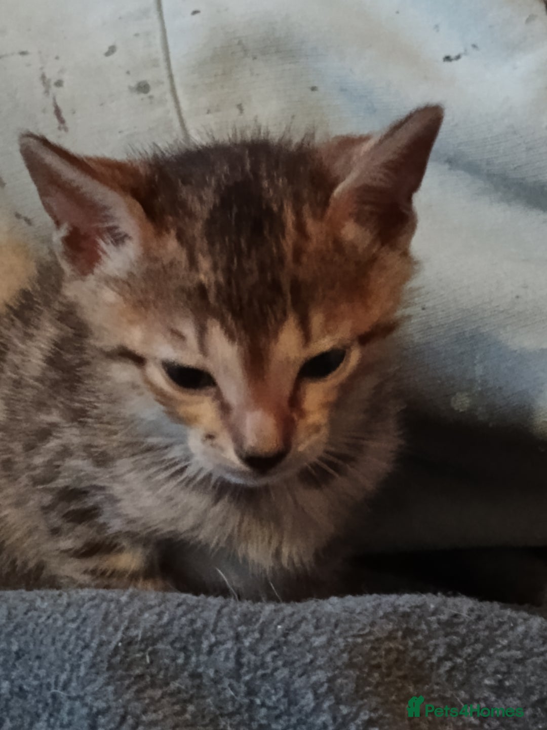 Savannah cats for sale: Gorgeous girl F4 Savannah  - Image 2
