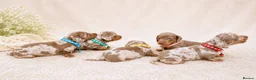 Miniature Dachshund dogs for sale: KC Mini Dachshund Puppies Isabella Dapple 🔥 - Advert 8