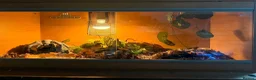 Corn Snake reptiles for sale: reptile viv (comes with everything) - Advert 3