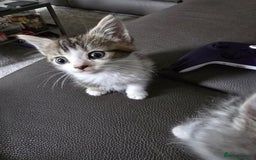 Mixed Breed cats for sale: Norwegian forest x kittens  - Image 2