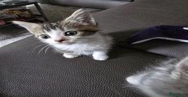 Mixed Breed cats - Advert 9