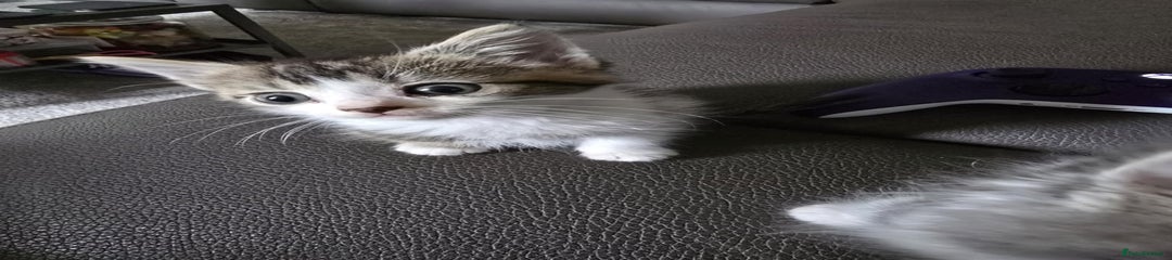 Mixed Breed Kitten 2