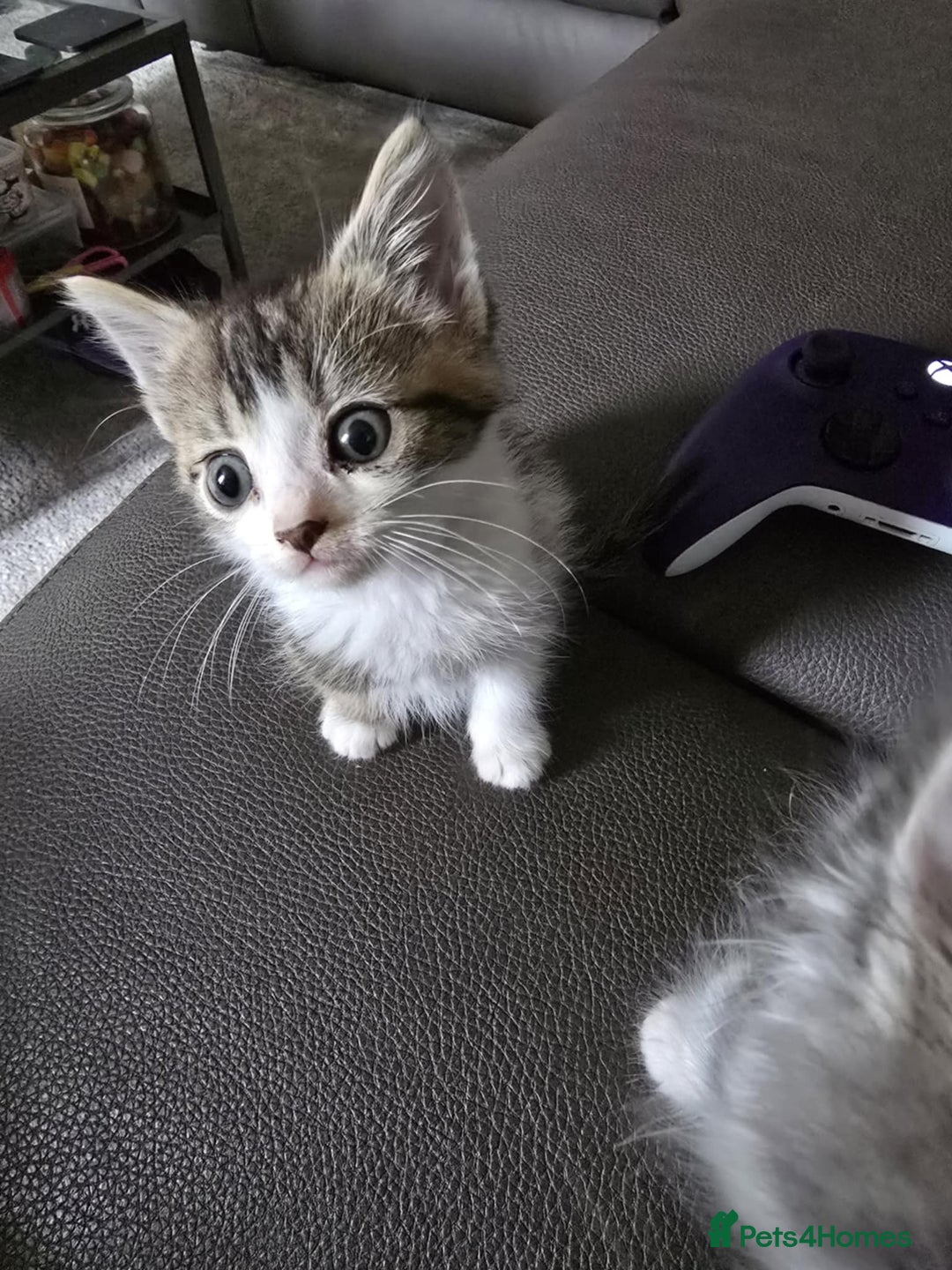 Mixed Breed cats for sale: Norwegian forest x kittens  - Image 2