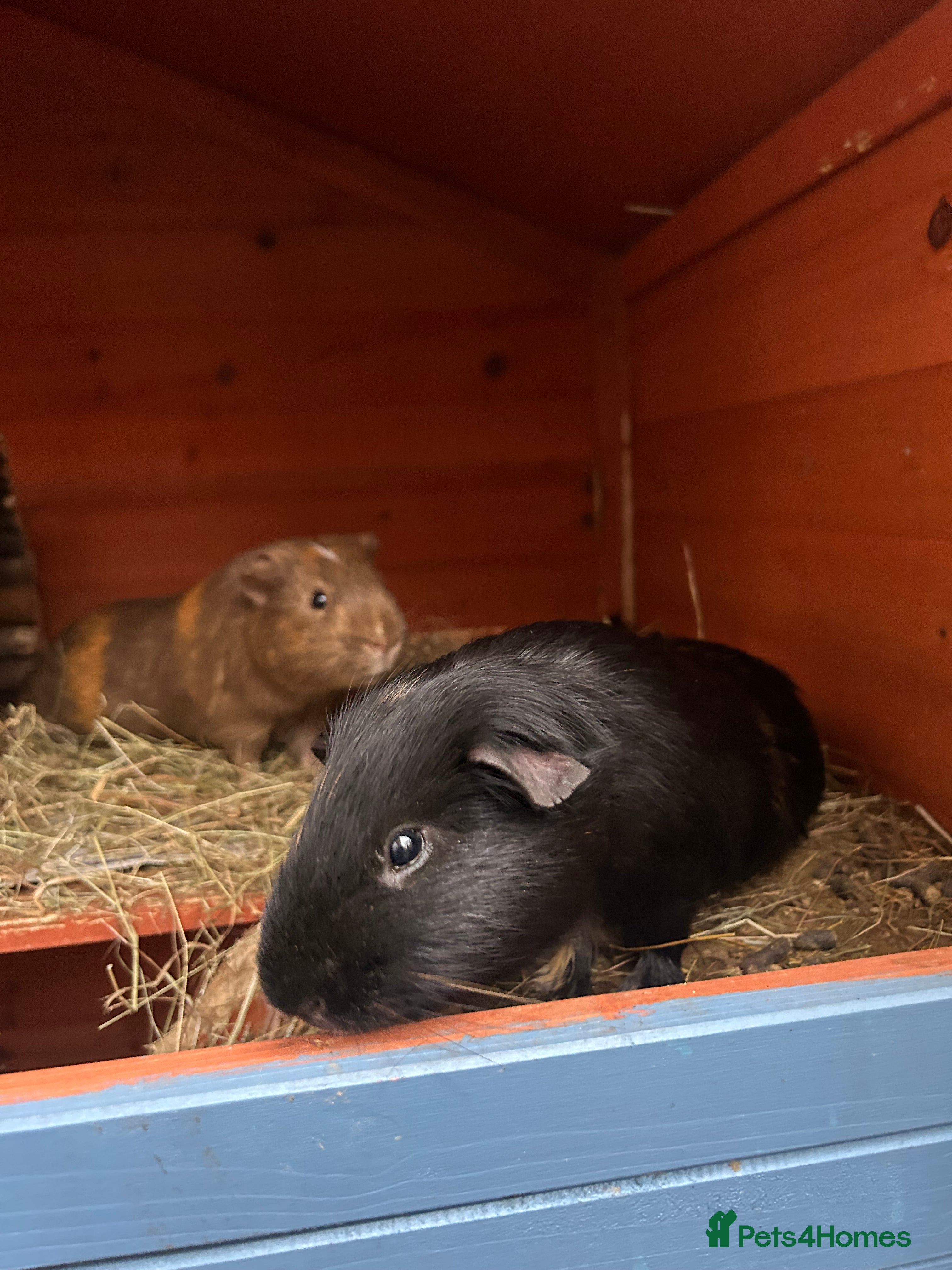 Guinea Pig rodents Two male guinea pigs  - Advert 15