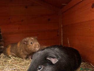 Guinea Pig rodents - Advert 1