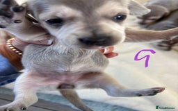 Chiweenie dogs for sale: CHIWEENIE PUPS - Image 3