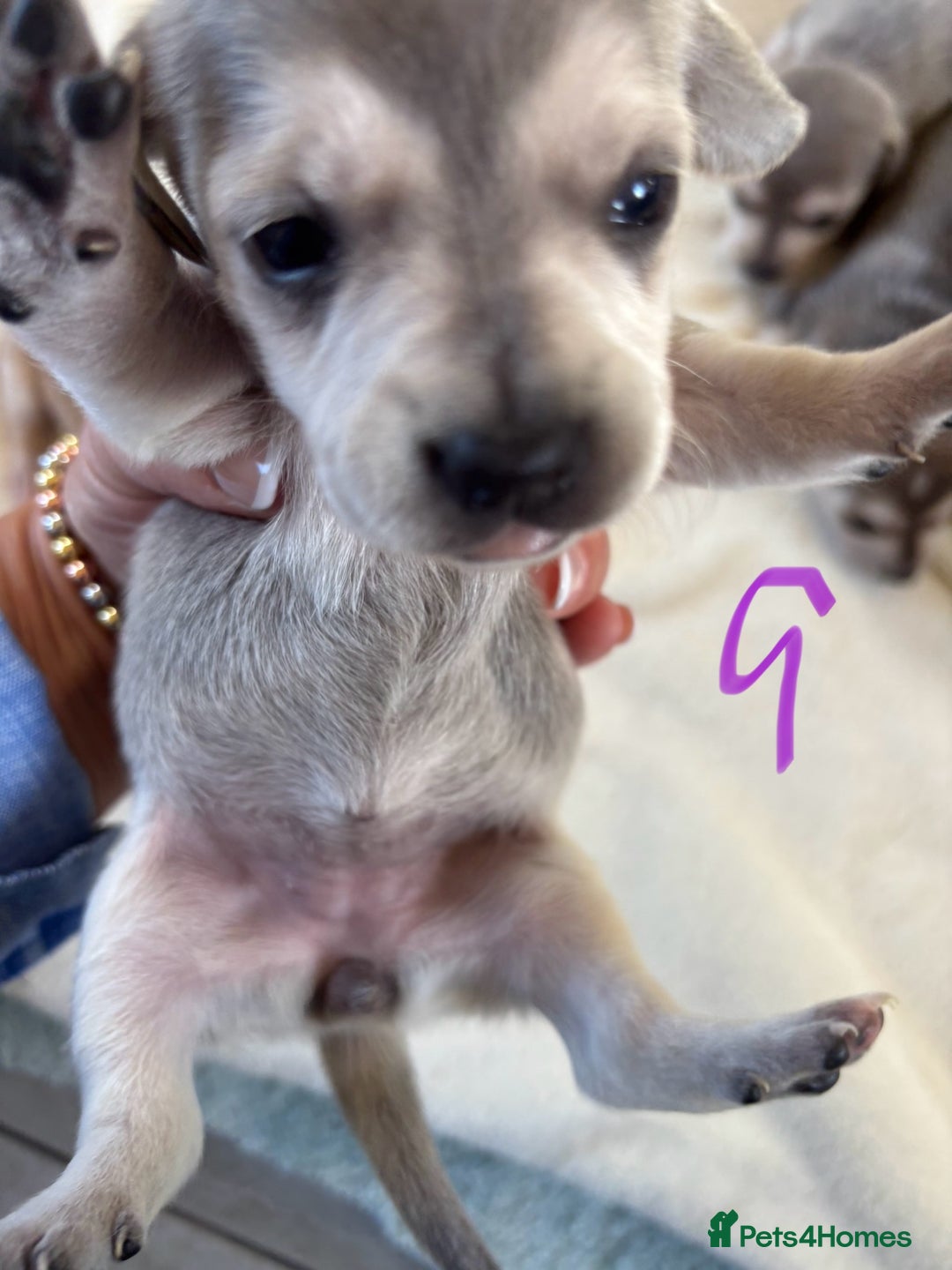 Chiweenie dogs for sale: CHIWEENIE PUPS - Image 3