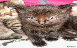 Ragdoll cats for sale: Ragdoll x Bengal  - Image 2