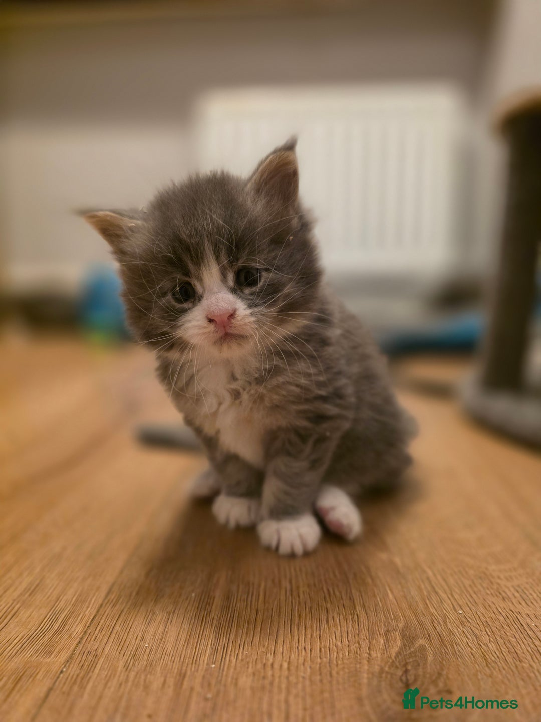 Maine Coon cats for sale: Beautiful Maine Coon Kittens 4 boys/2girl  - Advert 28