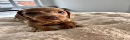 Miniature Dachshund dogs for sale: 6 beautiful baby’s ready soon  in Wingate - Advert 8