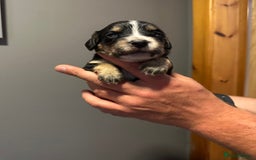 Cocker Spaniel dogs for sale: Kennel Club reg’d Cocker Puppies - Image 4