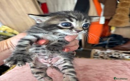 Bengal cats for sale: 4 pure bangal and 5 bengal x kittens - Image 7