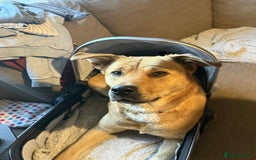 Mixed Breed dogs for sale: 1 boy left for £250 - Image 3
