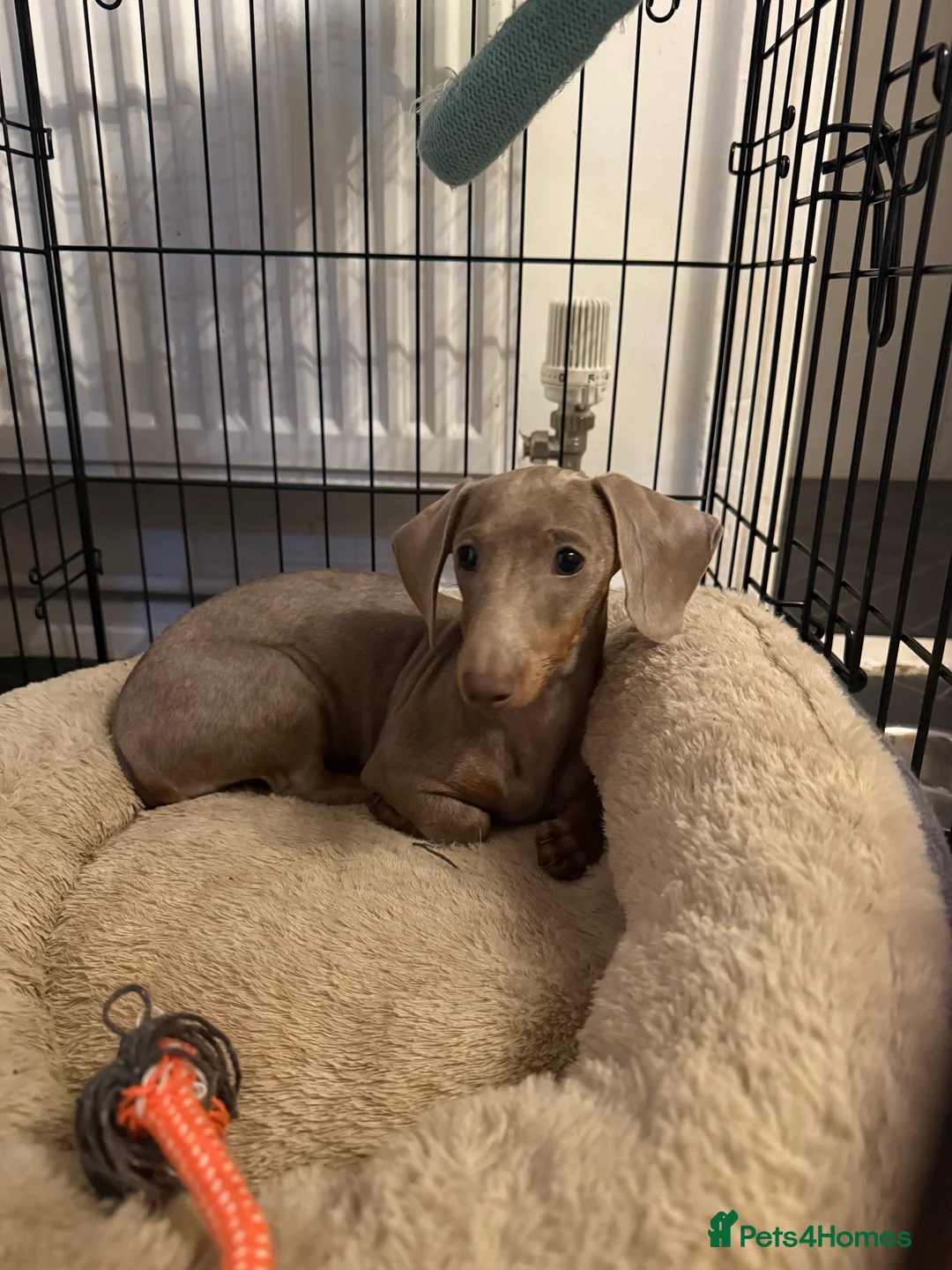 Miniature Dachshund dogs for sale: Miniature dachshund in Witham - Advert 2