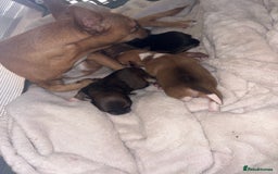Chihuahua dogs for sale: chihuahua puppies for sale  - Image 7