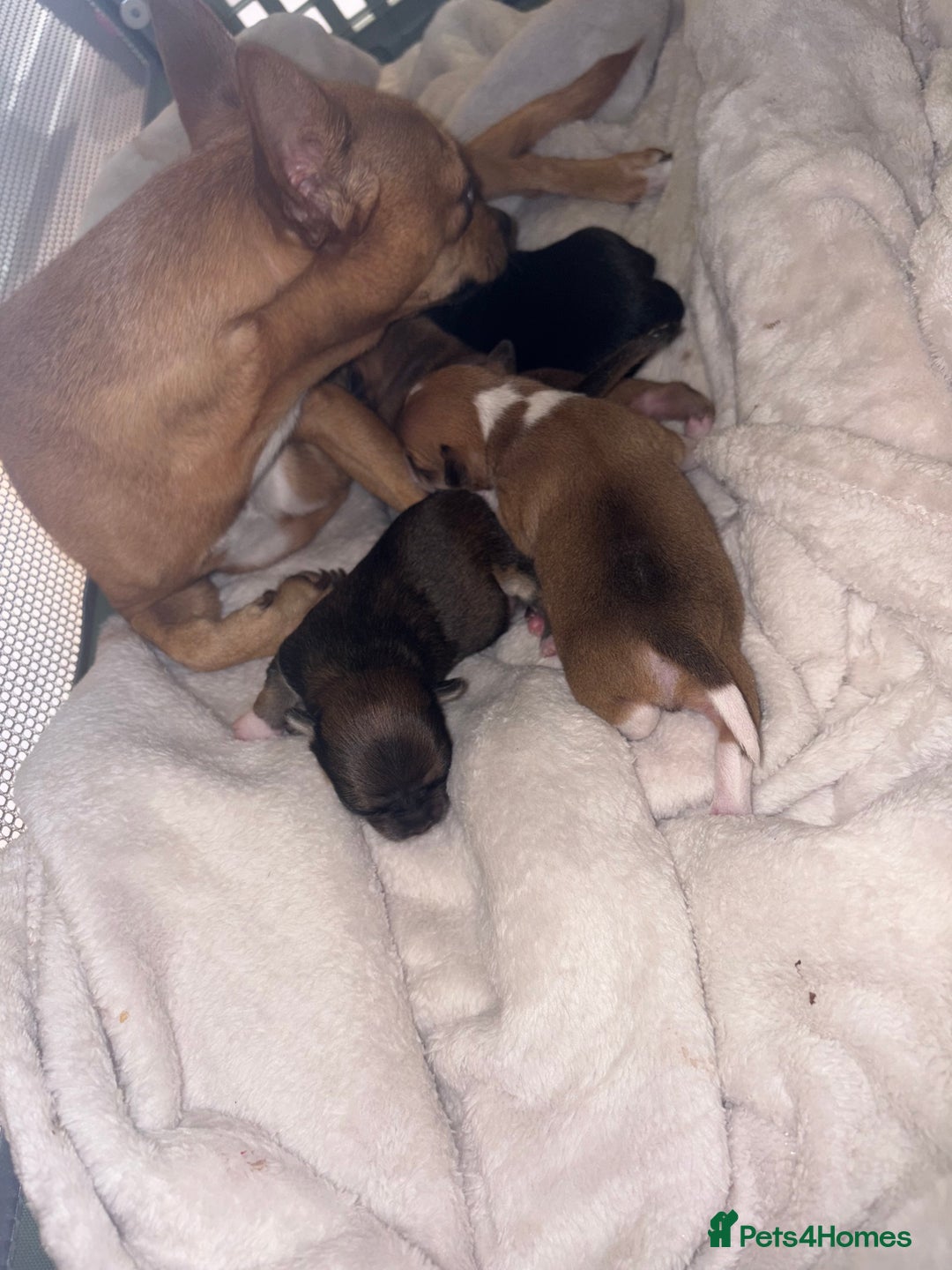 Chihuahua dogs for sale: chihuahua puppies for sale  - Image 7