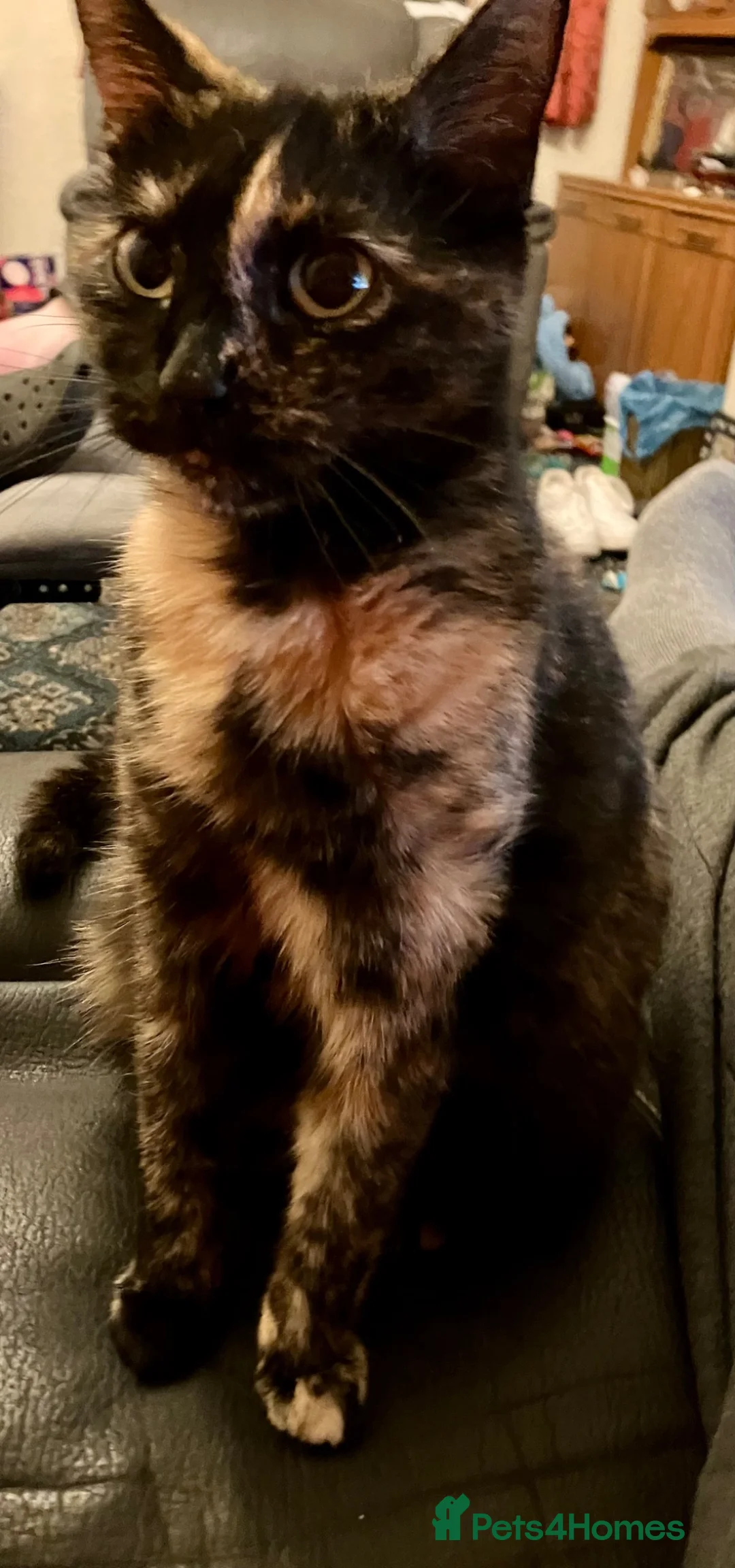 Mixed Breed cats for sale: 2 Lovely kittens for sale (1 boy, 1 girl) - Advert 2