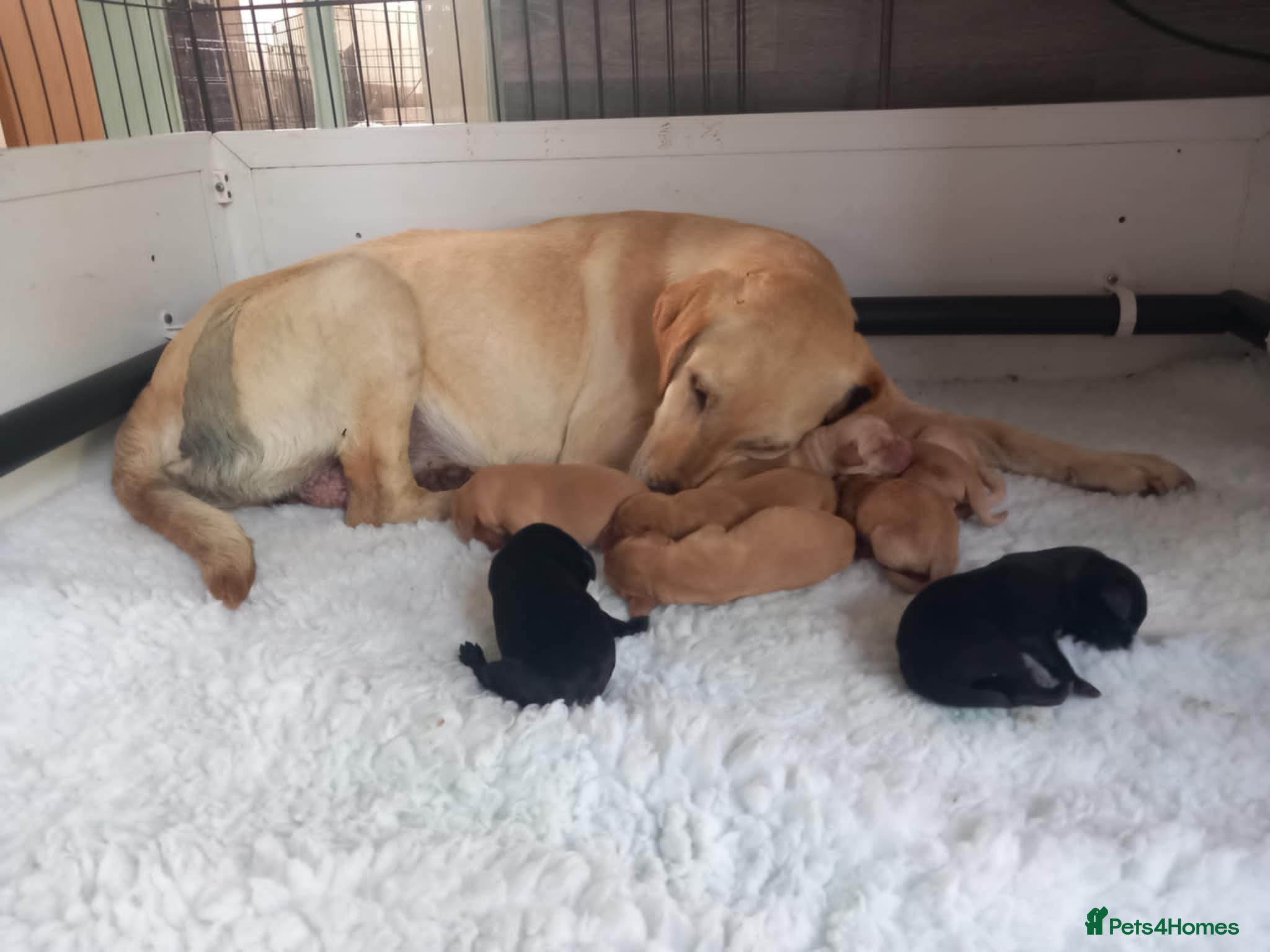 Labrador Retriever dogs KC reg, DNA tested working Labrador puppies - Advert 1