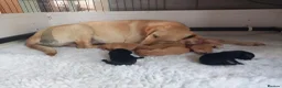 Labrador Retriever dogs for sale: KC reg, DNA tested working Labrador puppies in Wrexham - Advert 1