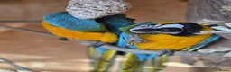Macaws birds for sale: Breeding pair of macaws male and female **** in Romford - Advert 3