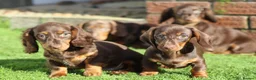 Dachshund dogs for sale: MINIATURE DACHSHUND PUPPIES FOR SALE - Advert 20