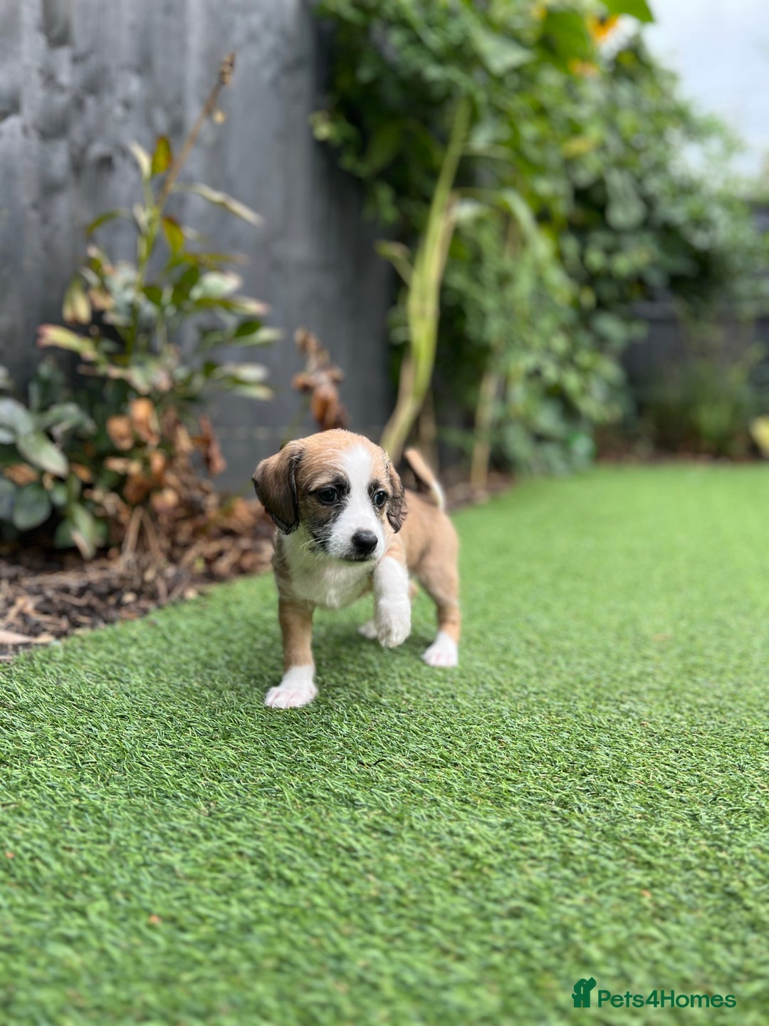 Mixed Breed dogs for sale: Cavapoo x Italian greyhound puppies  - Image 7