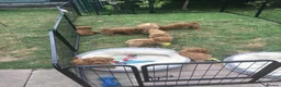 Toy Poodle dogs for sale: Beautiful Red Toy poodle Puppies in Swadlincote - Advert 13