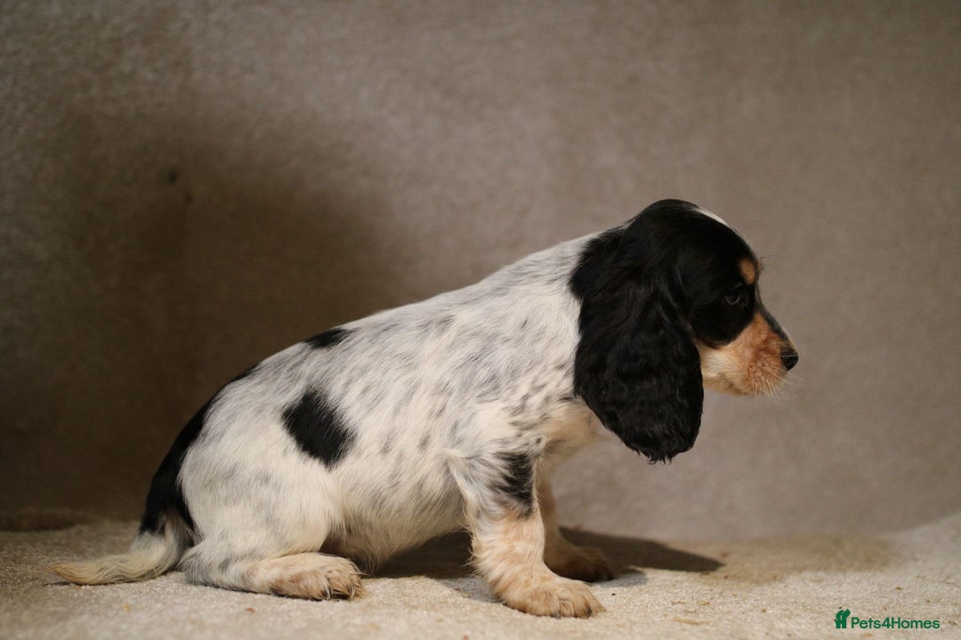 Cocker Spaniel dogs for sale: Beautiful litter of KC reg show type cockers  - Advert 8