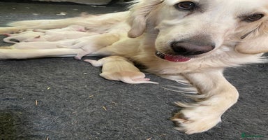 Golden Retriever dogs - Advert 1
