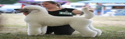 Standard Poodle dogs for stud: Quality White Standard Poodle for Stud - Advert 9