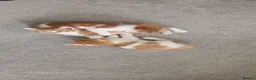 Domestic Shorthair cats for sale: Ginger kittens for sale - Advert 10