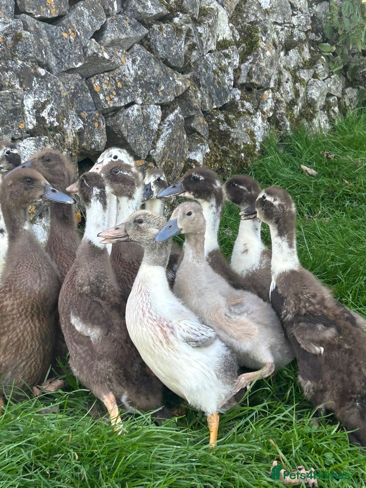 Ducks poultry Magpie / Runner Unsexed Ducklings  - Advert 1