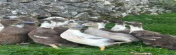 Ducks poultry for sale: Magpie / Runner Unsexed Ducklings  - Advert 1