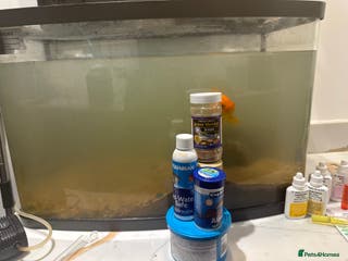 Loaches fish Urgent Rehoming – Common Goldfish & Dojo Loach - Advert 2